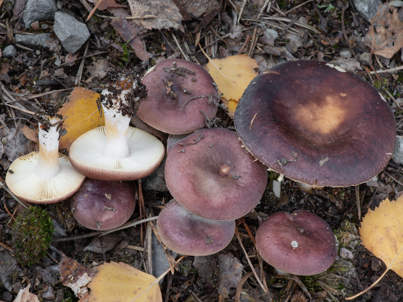 Russula versicolor